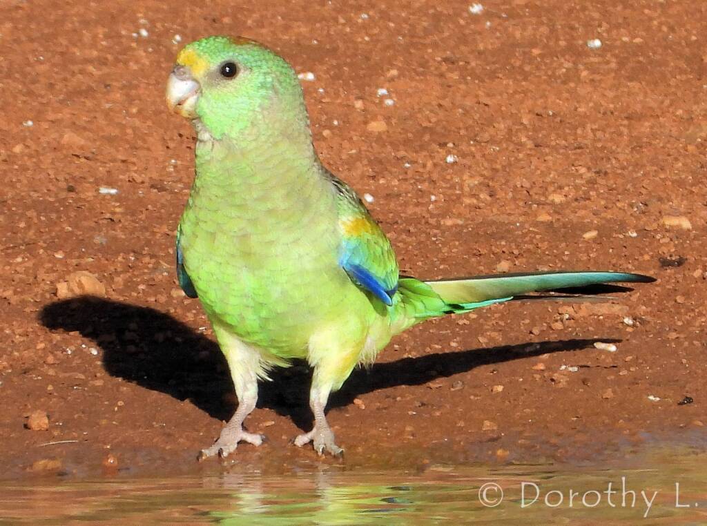 Mulga Parrot (Psephotellus varius)