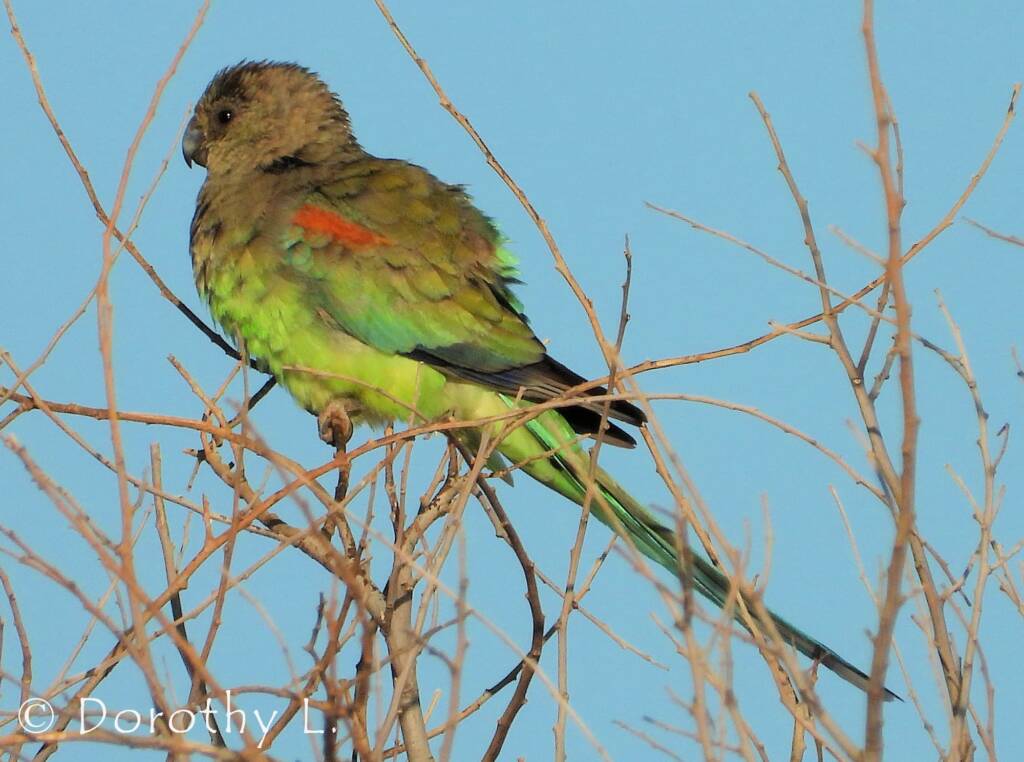 Mulga Parrot (Psephotellus varius)