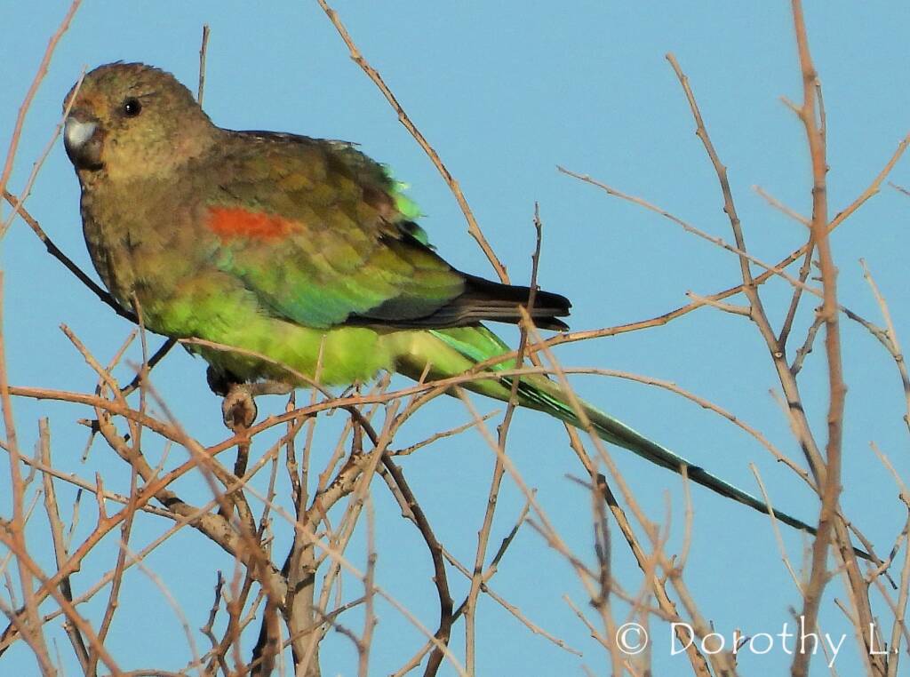 Mulga Parrot (Psephotellus varius)
