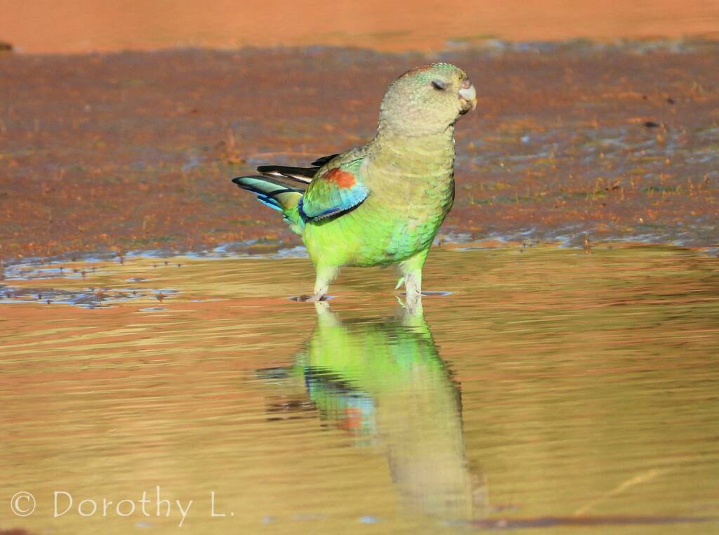 Mulga Parrot (Psephotellus varius)