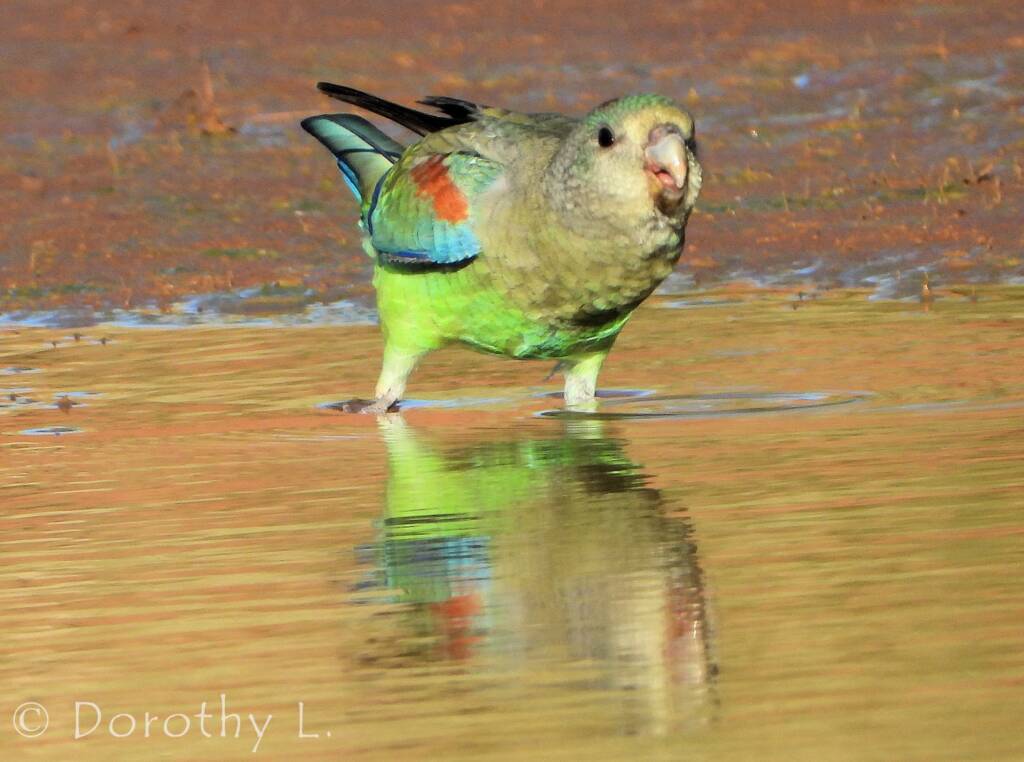 Mulga Parrot (Psephotellus varius)