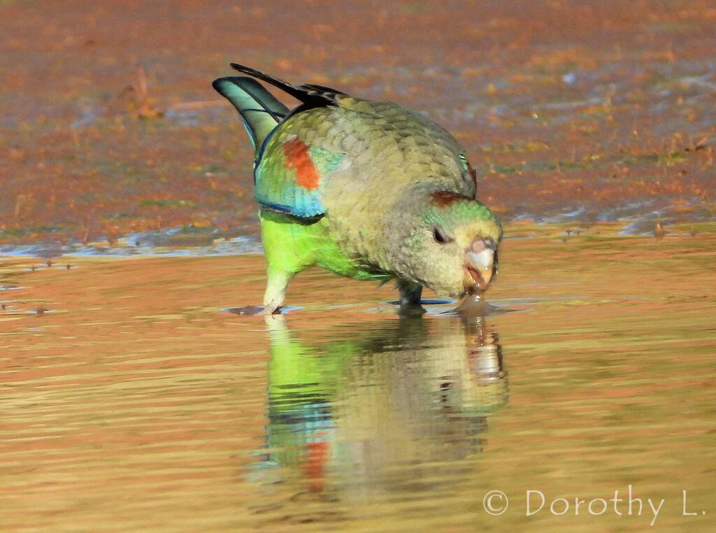 Mulga Parrot (Psephotellus varius)