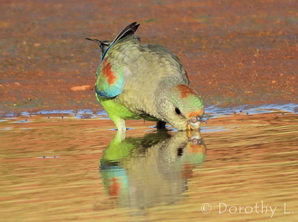 Mulga Parrot (Psephotellus varius)