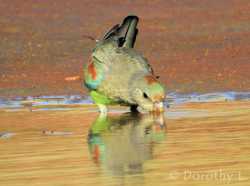 Mulga Parrot (Psephotellus varius)