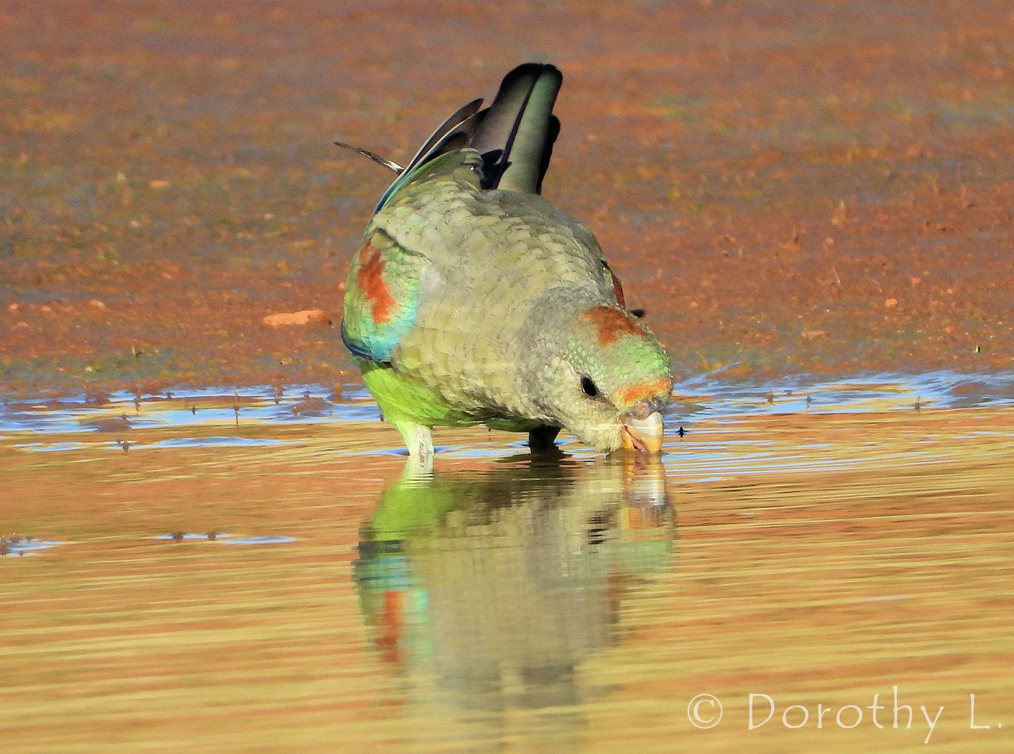 Mulga Parrot (Psephotellus varius)