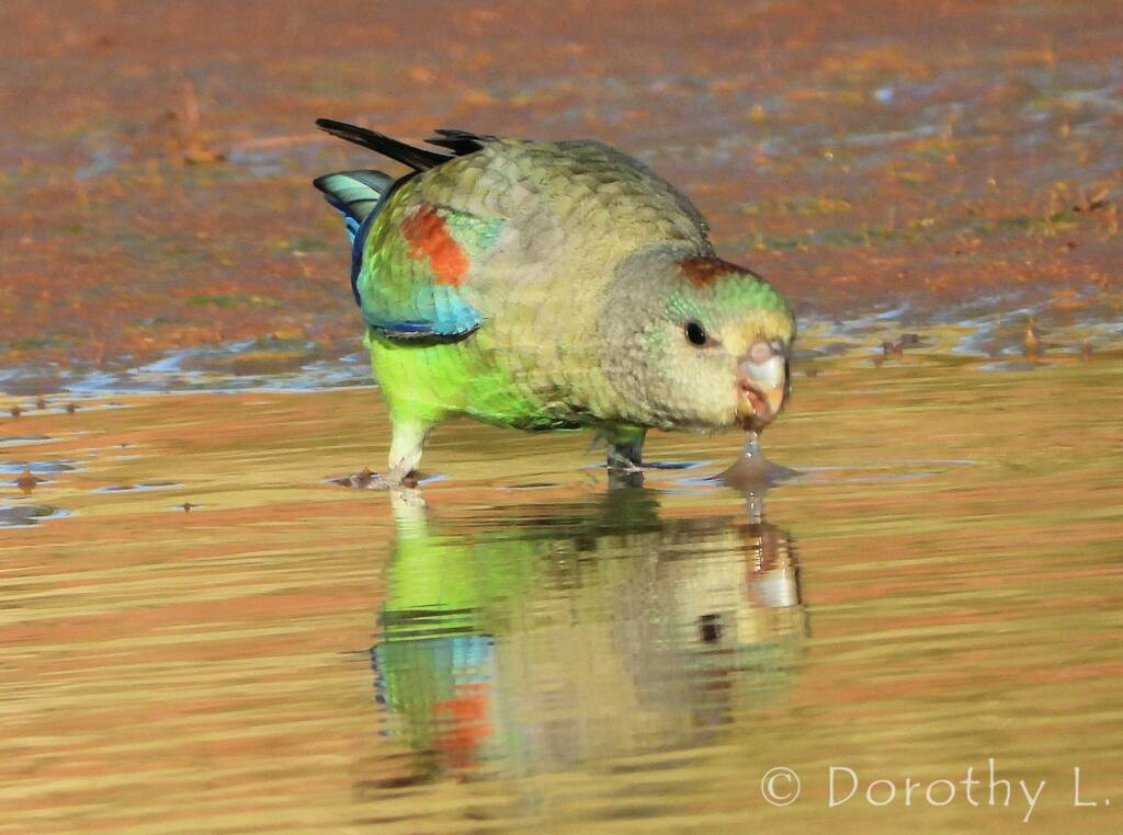 Mulga Parrot (Psephotellus varius)