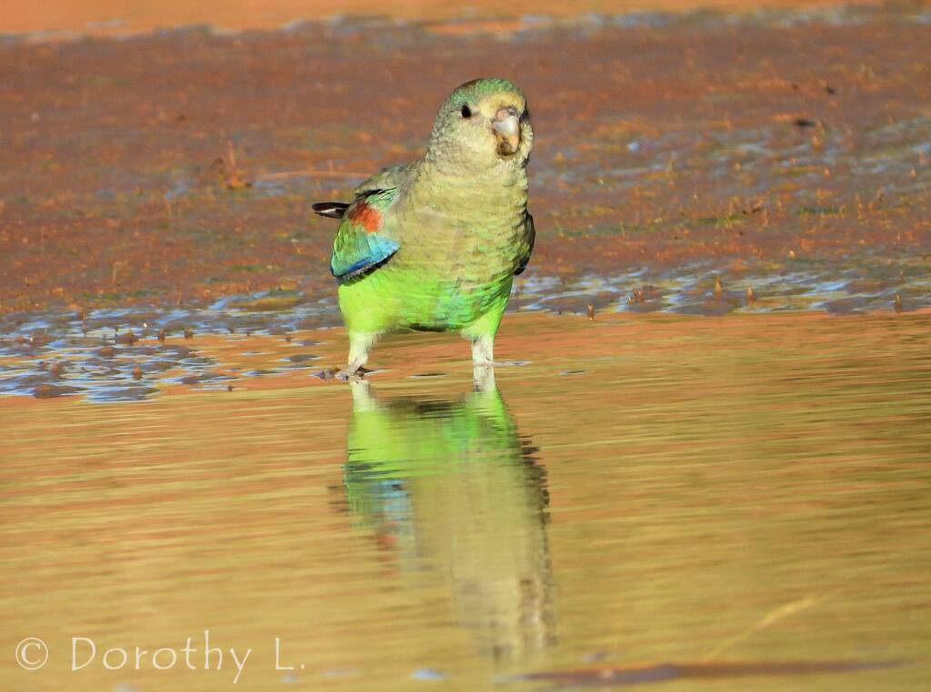 Mulga Parrot (Psephotellus varius)