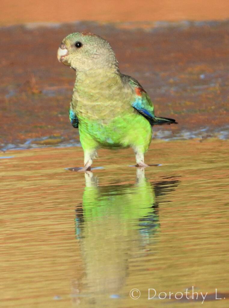 Mulga Parrot (Psephotellus varius)
