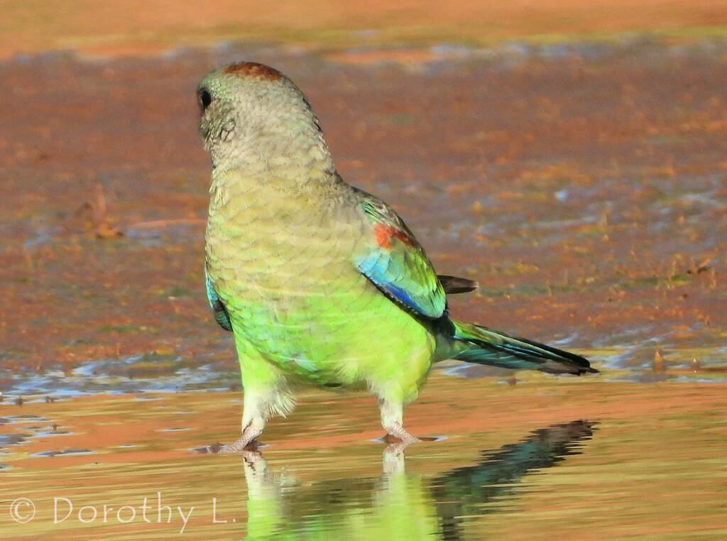 Mulga Parrot (Psephotellus varius)