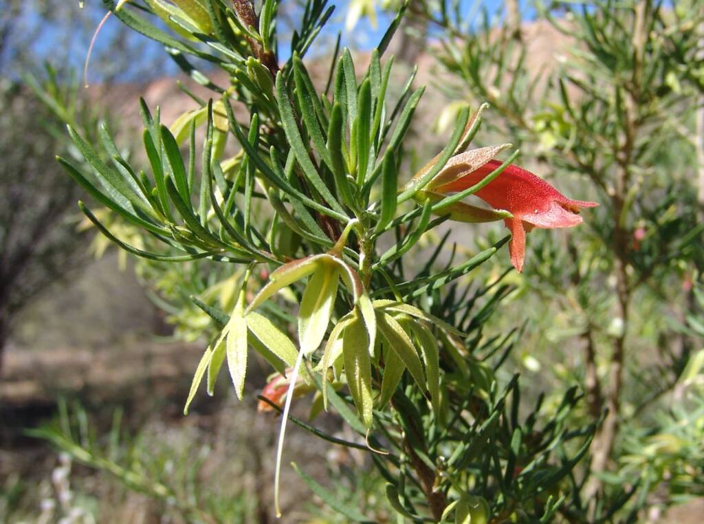 Native Fuchsia (Eremophila latrobei var. latrobei)