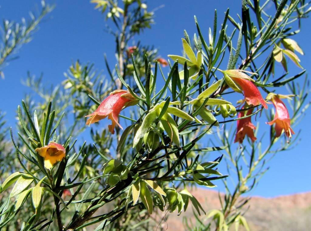 Native Fuchsia (Eremophila latrobei var. latrobei)