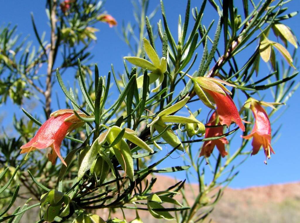 Native Fuchsia (Eremophila latrobei var. latrobei)