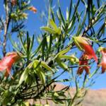 Native Fuchsia (Eremophila latrobei var. latrobei)