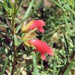 Native Fuchsia (Eremophila latrobei var. latrobei)