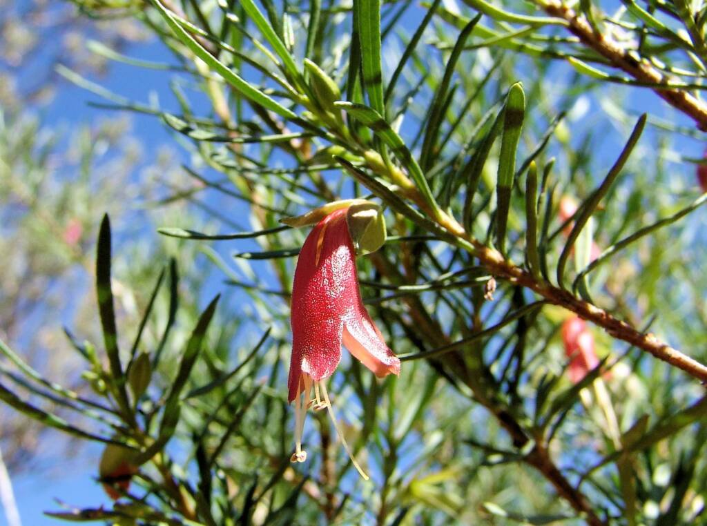 Native Fuchsia (Eremophila latrobei var. latrobei)