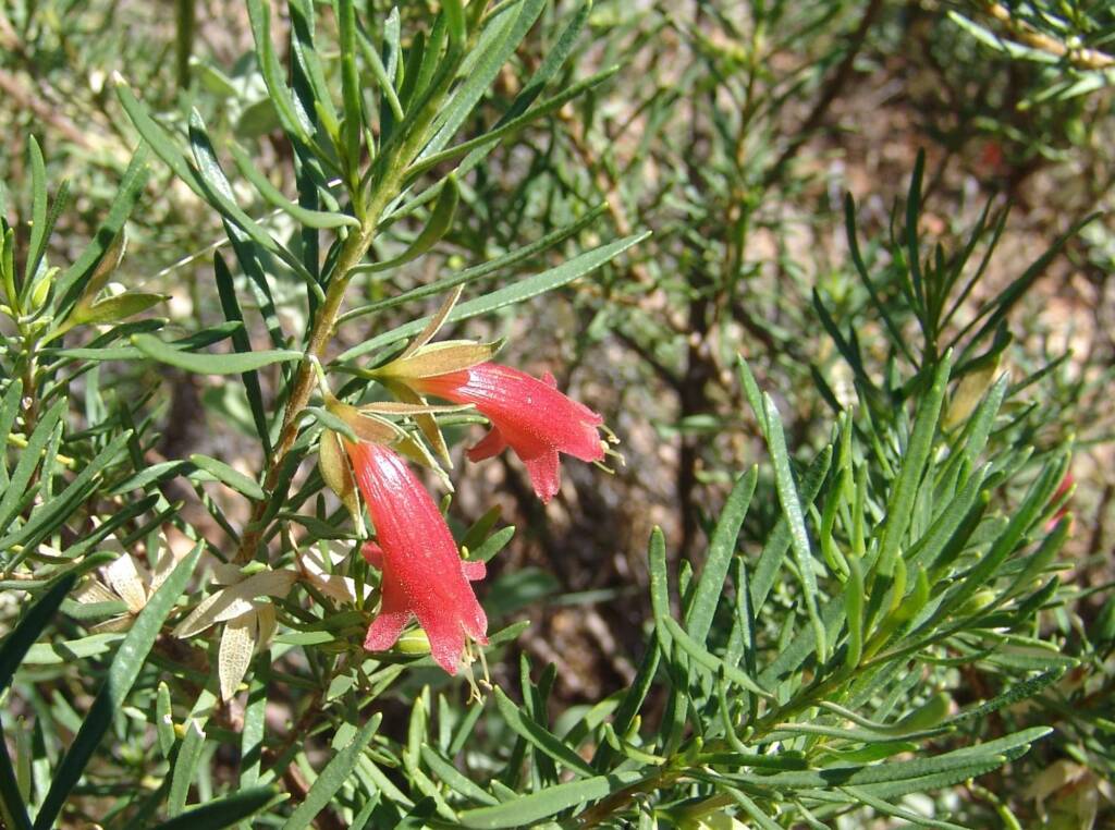 Native Fuchsia (Eremophila latrobei var. latrobei)