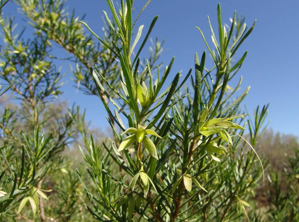 Native Fuchsia (Eremophila latrobei var. latrobei)