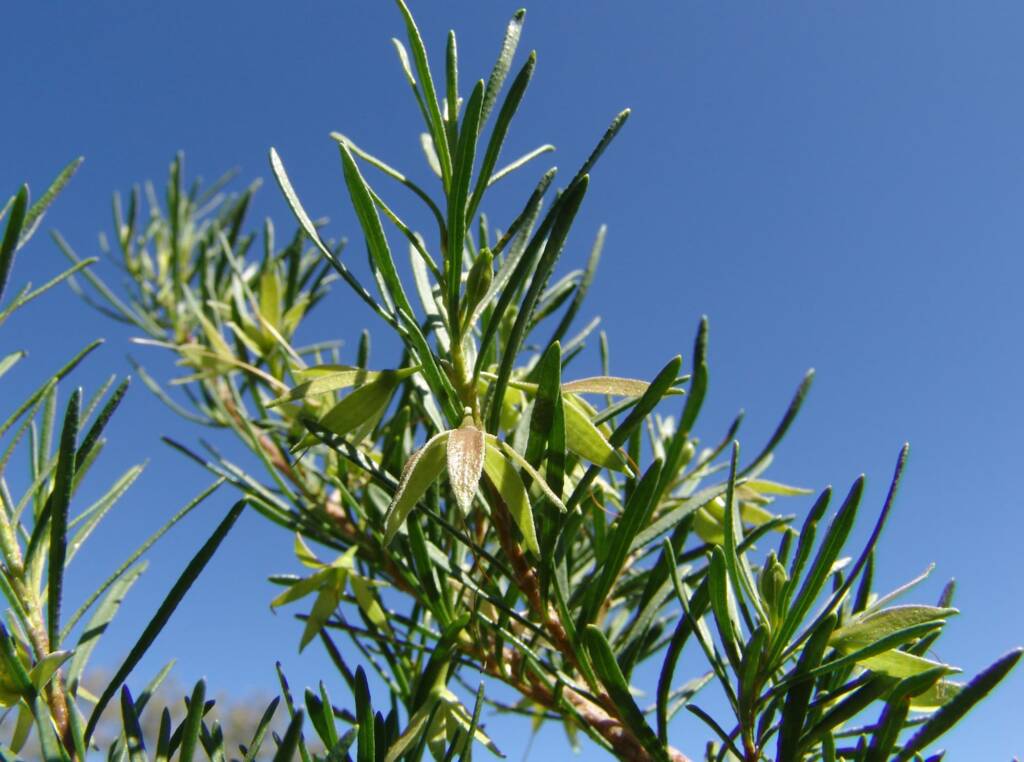 Native Fuchsia (Eremophila latrobei var. latrobei)