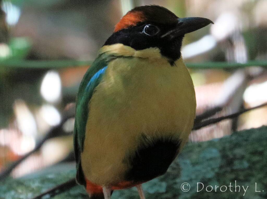 Noisy Pitta (Pitta versicolor)