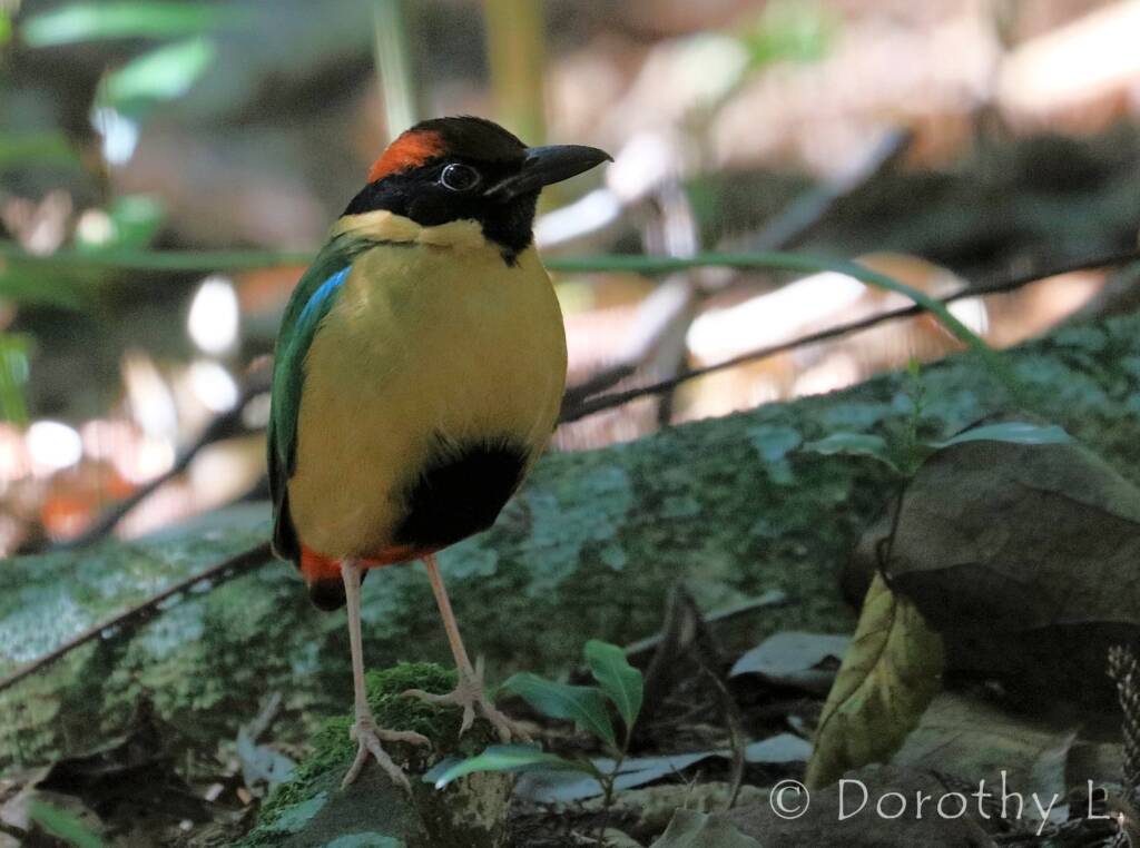 Noisy Pitta (Pitta versicolor)
