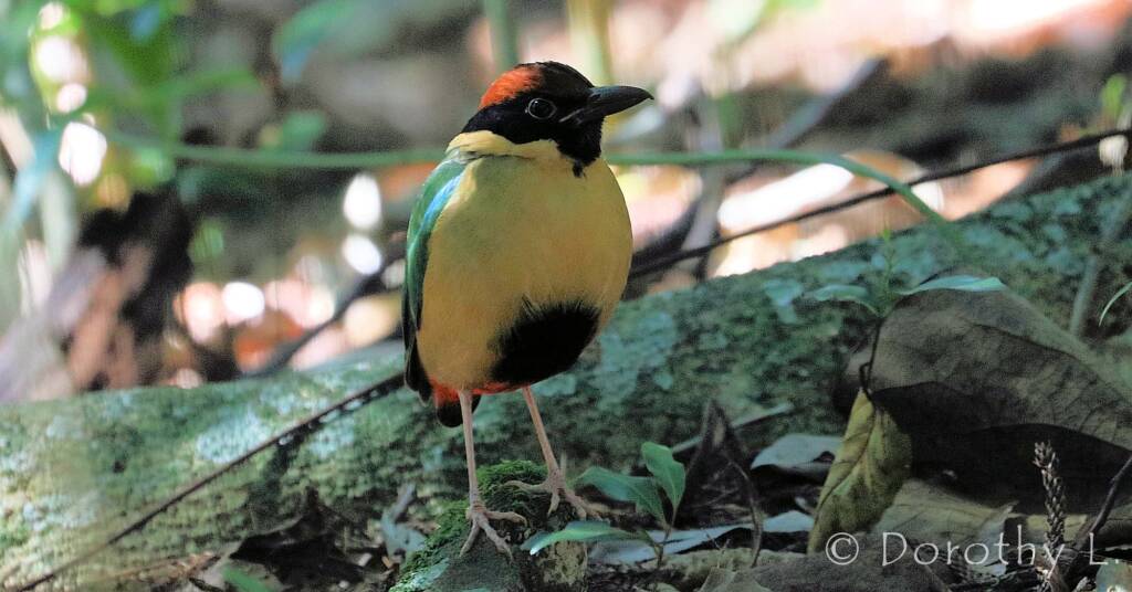 Noisy Pitta (Pitta versicolor)