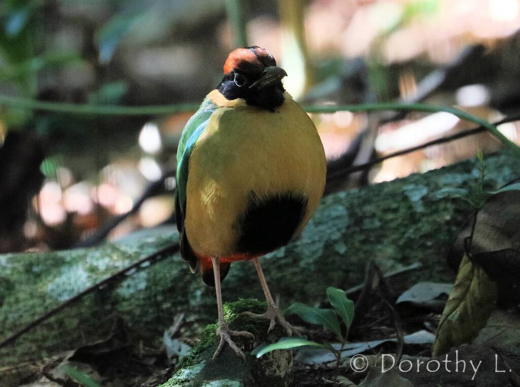 Noisy Pitta (Pitta versicolor)