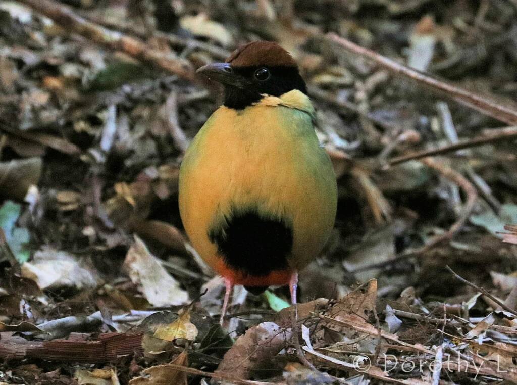 Noisy Pitta (Pitta versicolor)