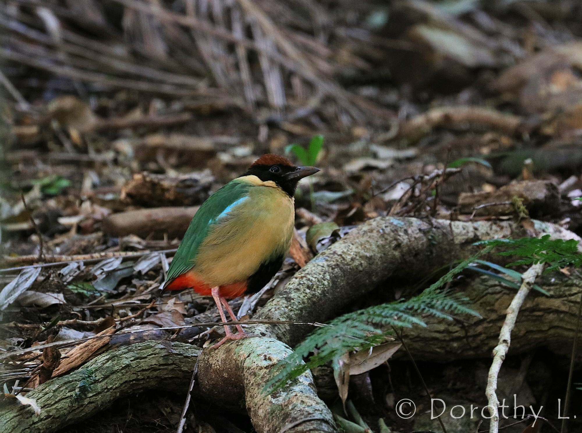 Noisy Pitta (Pitta versicolor)