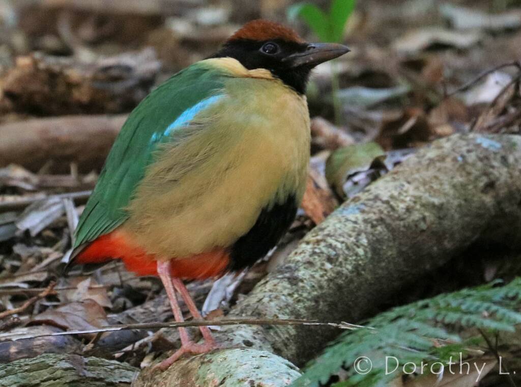 Noisy Pitta (Pitta versicolor)