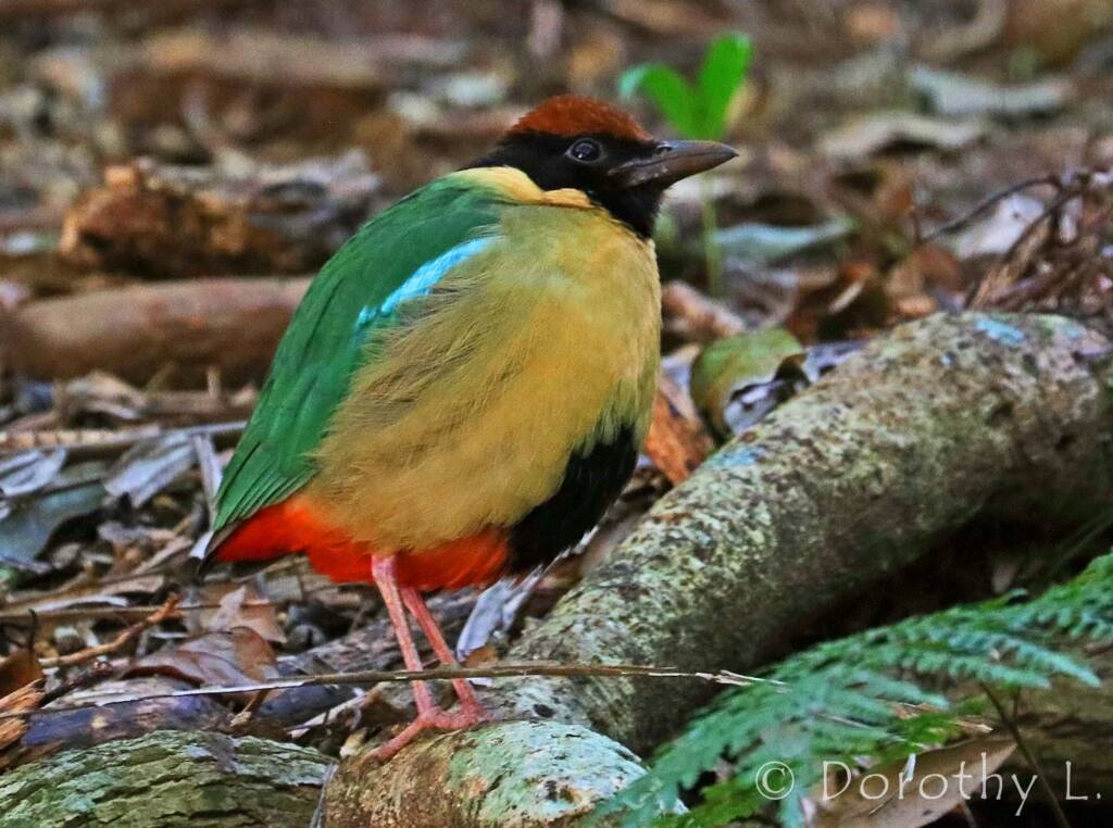 Noisy Pitta (Pitta versicolor)