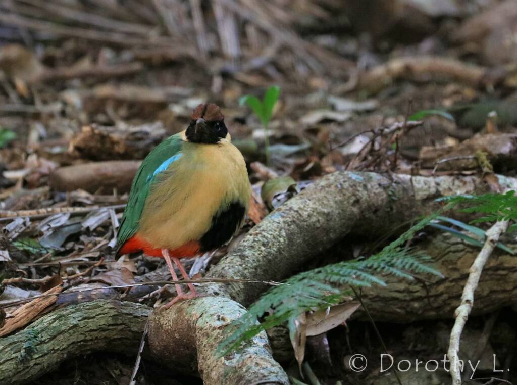 Noisy Pitta (Pitta versicolor)