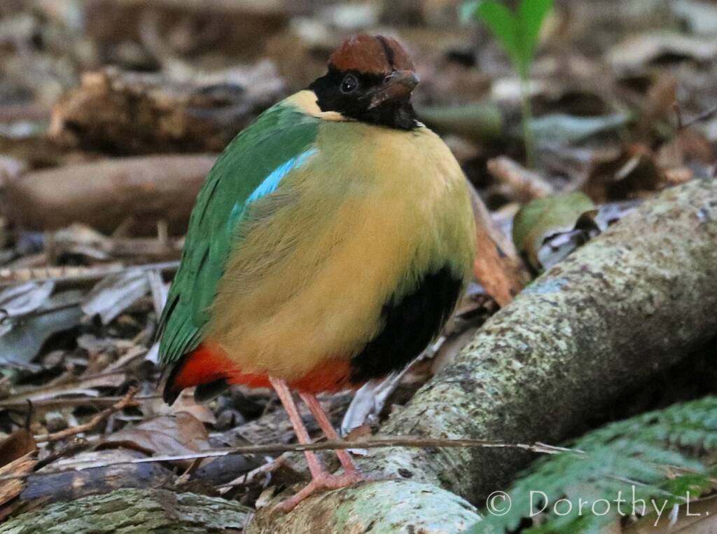 Noisy Pitta (Pitta versicolor)