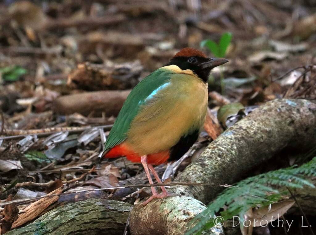 Noisy Pitta (Pitta versicolor)