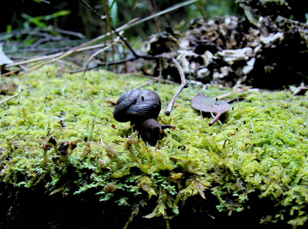 Otway Black Snail (Victaphanta compacta), Otway Ranges, VIC