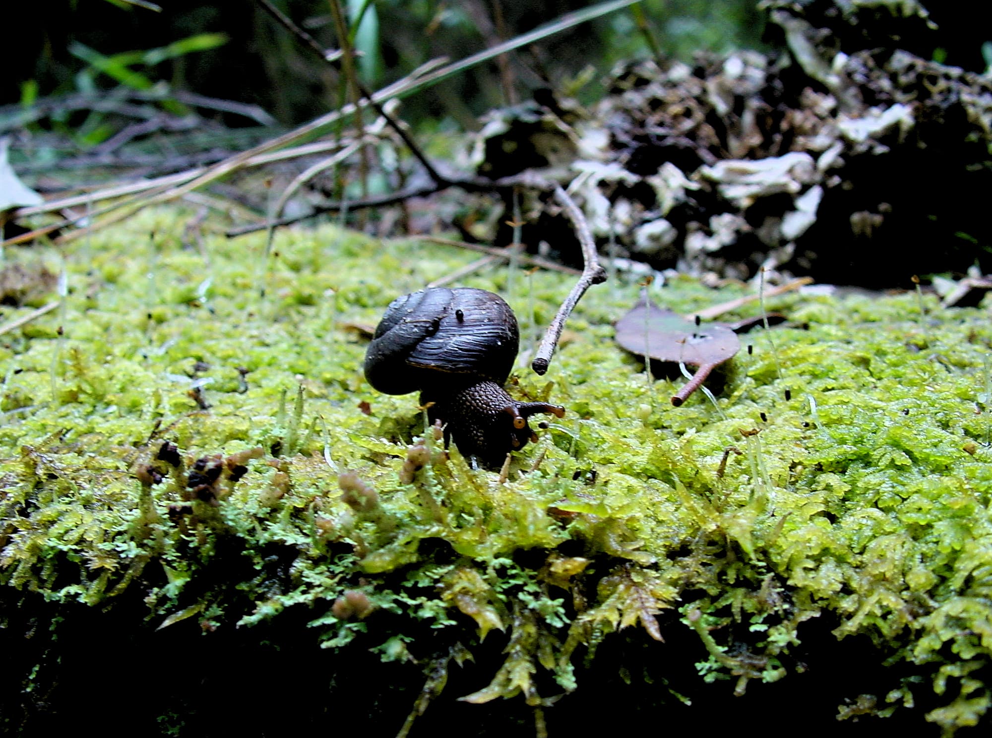Otway Black Snail (Victaphanta compacta), Otway Ranges, VIC