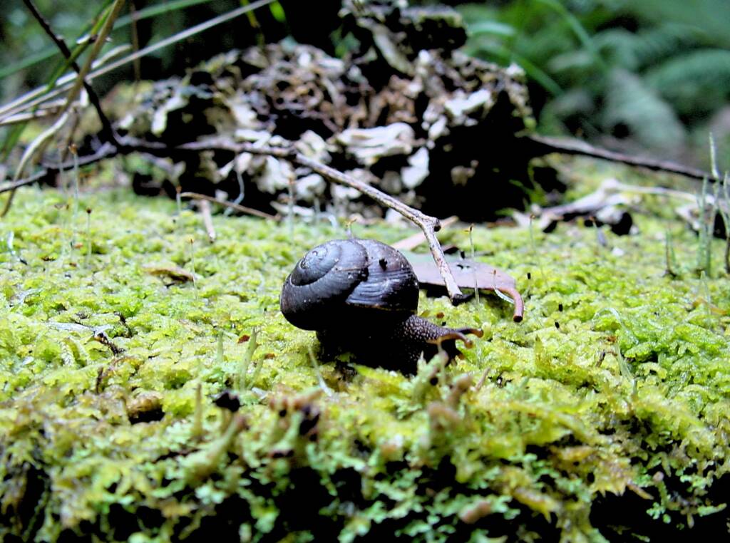 Otway Black Snail (Victaphanta compacta), Otway Ranges, VIC