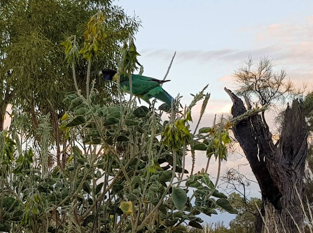 Australian Ringneck feeding on the Parrot Pea (Crotalaria cunninghamii)