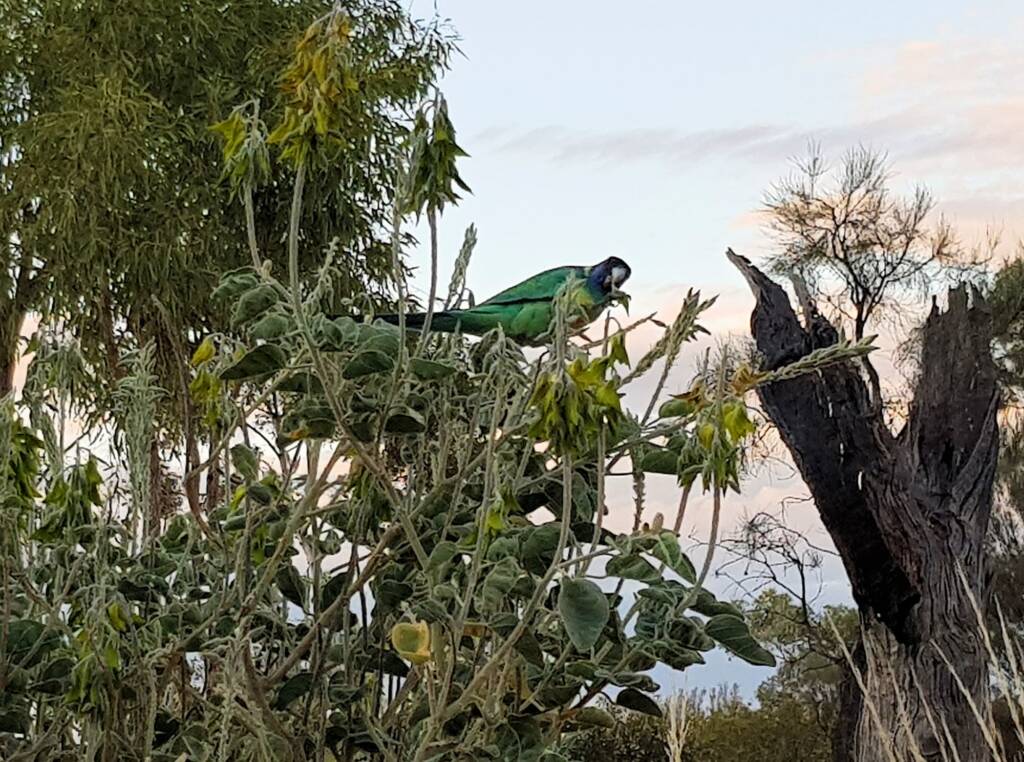 Australian Ringneck feeding on the Parrot Pea (Crotalaria cunninghamii)