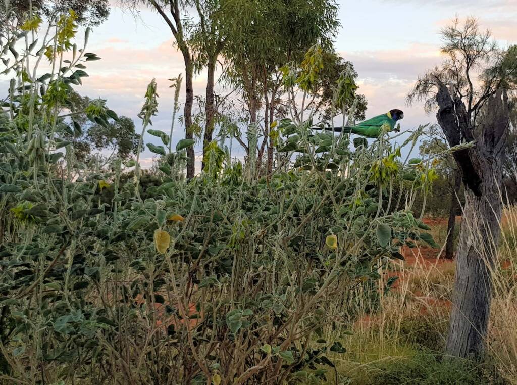 Australian Ringneck feeding on the Parrot Pea (Crotalaria cunninghamii)