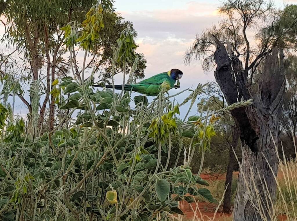Australian Ringneck feeding on the Parrot Pea (Crotalaria cunninghamii)