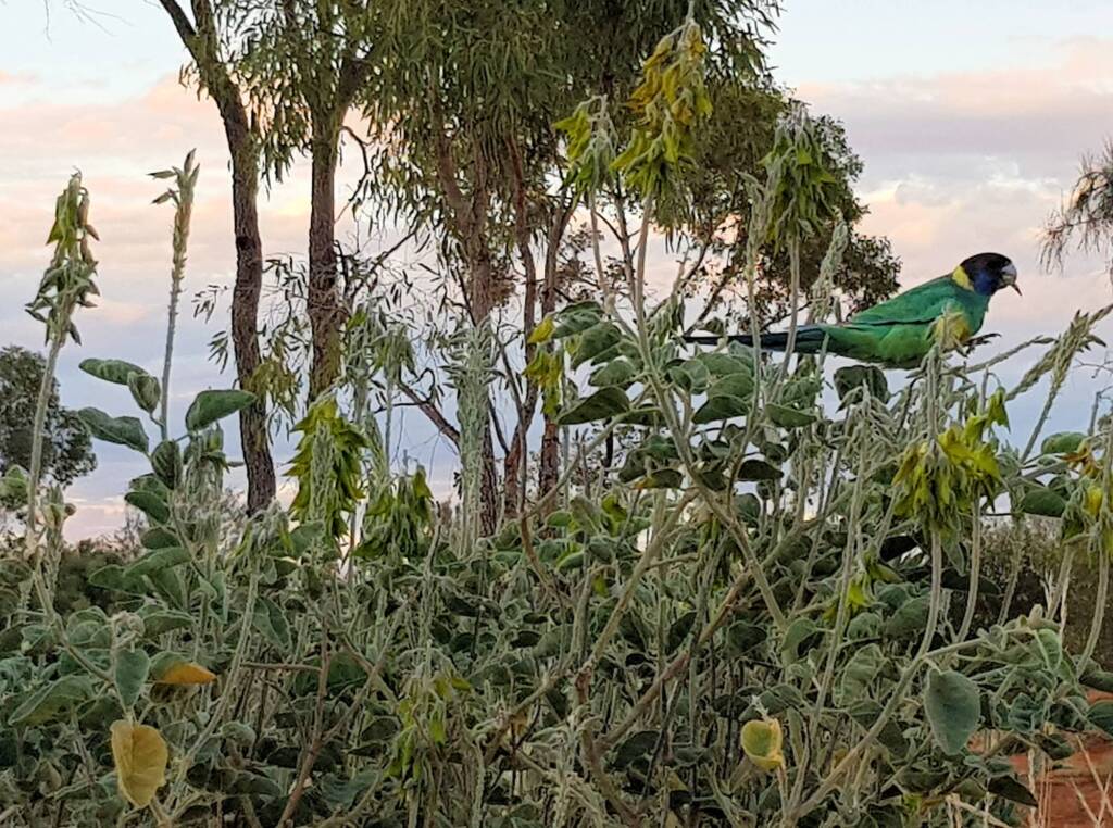 Australian Ringneck feeding on the Parrot Pea (Crotalaria cunninghamii)