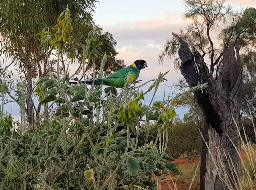 Australian Ringneck feeding on the Parrot Pea (Crotalaria cunninghamii)