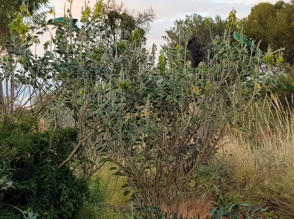 Australian Ringneck feeding on the Parrot Pea (Crotalaria cunninghamii)