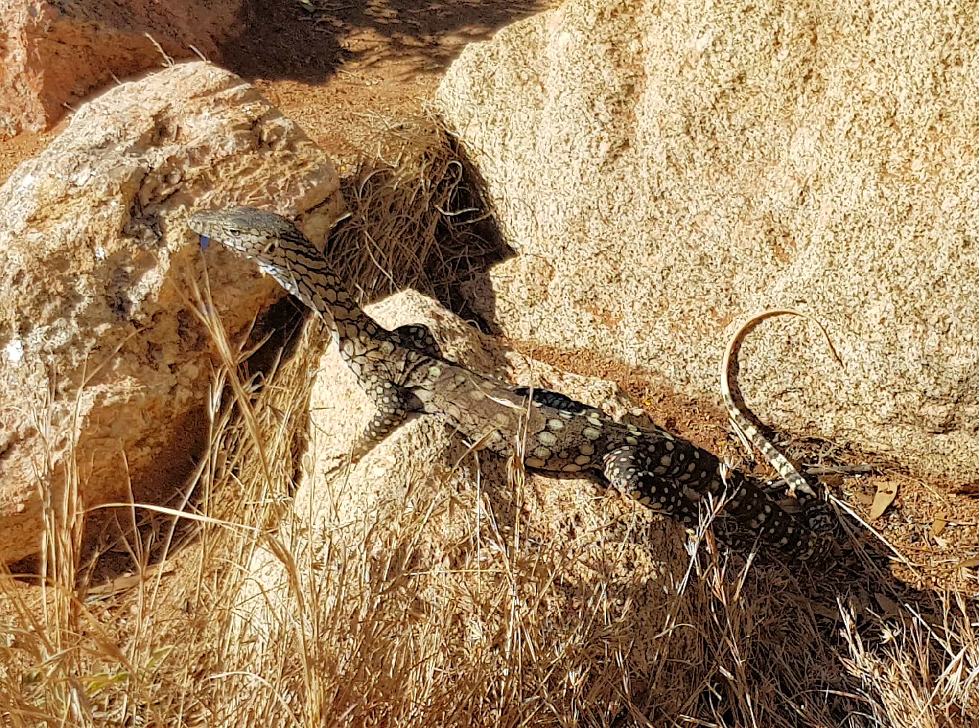 Perentie (Varanus giganteus), Alice Springs Desert Park