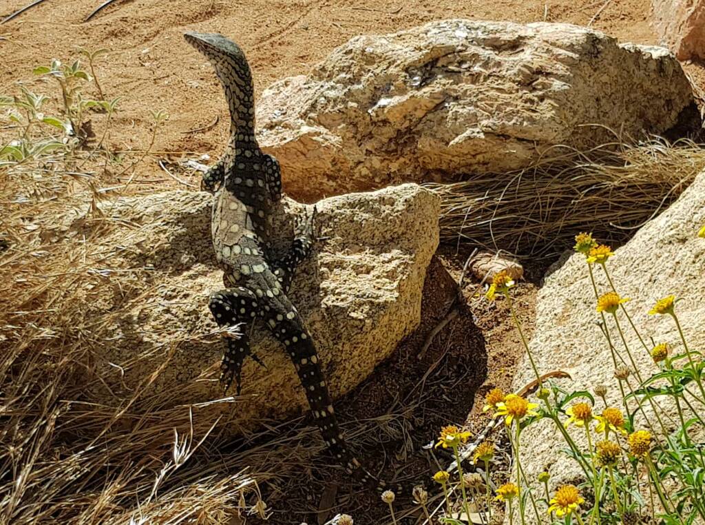 Perentie (Varanus giganteus), Alice Springs Desert Park