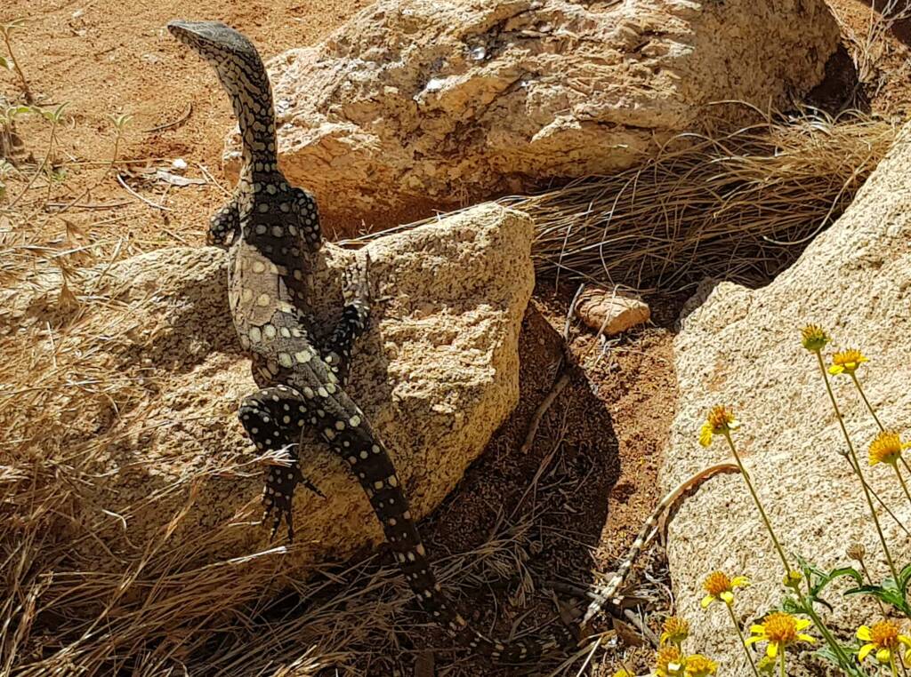 Perentie (Varanus giganteus), Alice Springs Desert Park