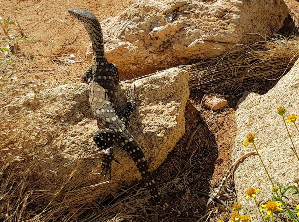 Perentie (Varanus giganteus), Alice Springs Desert Park