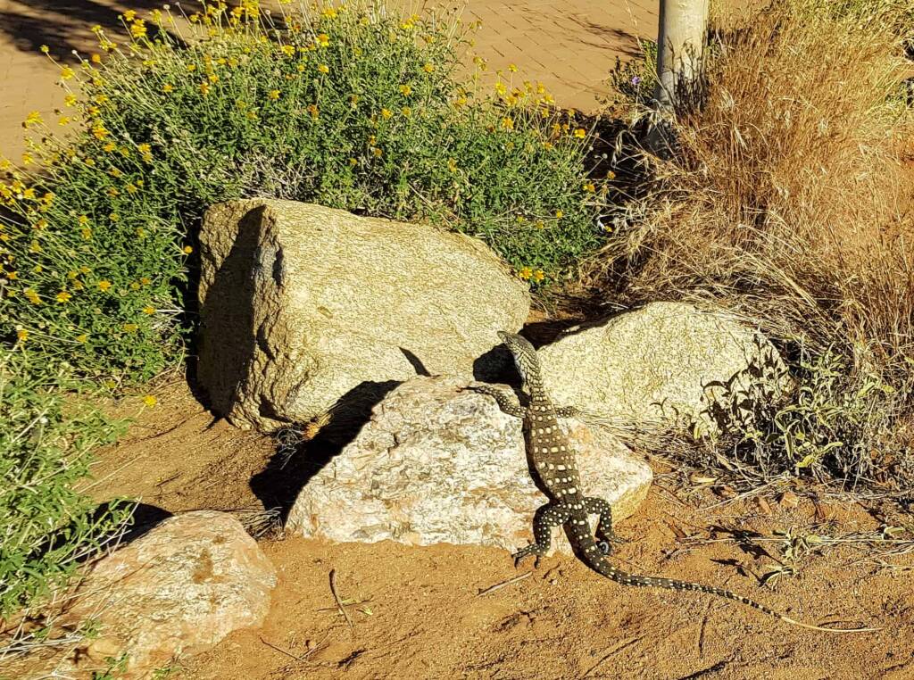 Perentie (Varanus giganteus), Alice Springs Desert Park