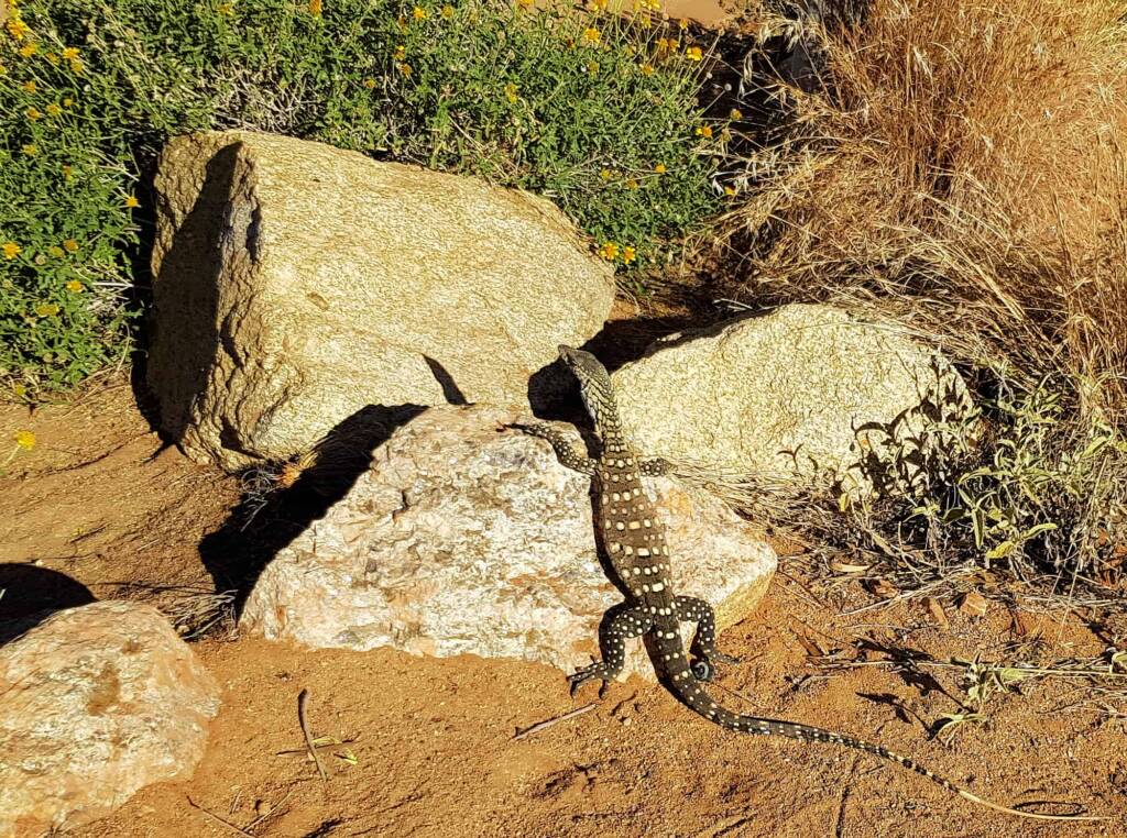 Perentie (Varanus giganteus), Alice Springs Desert Park