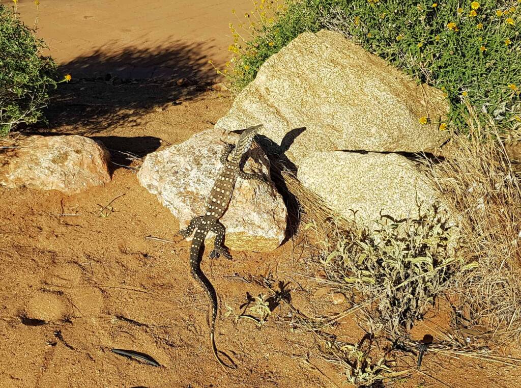 Perentie (Varanus giganteus), Alice Springs Desert Park